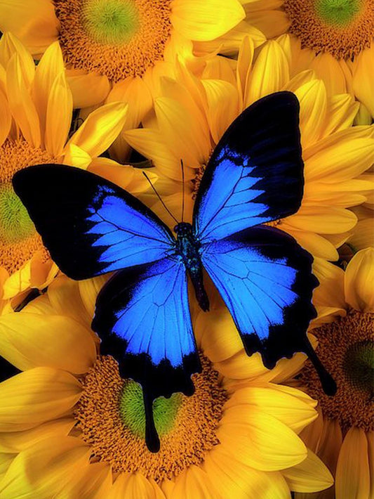 Butterfly | Diamond Painting