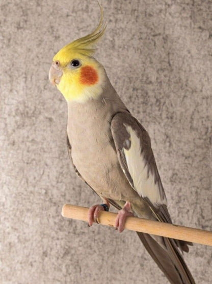 Cockatiel Parrot | Diamond Painting