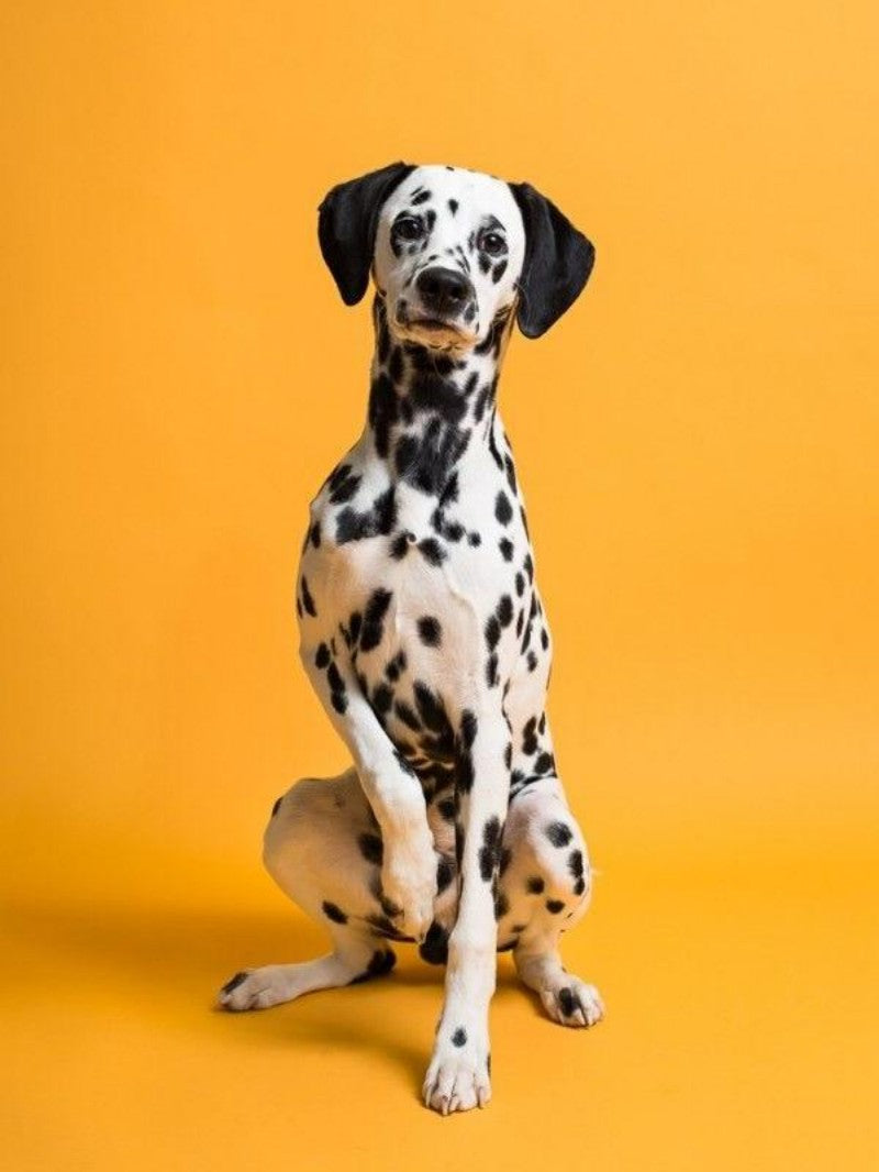 Dalmatians Dog | Diamond Painting