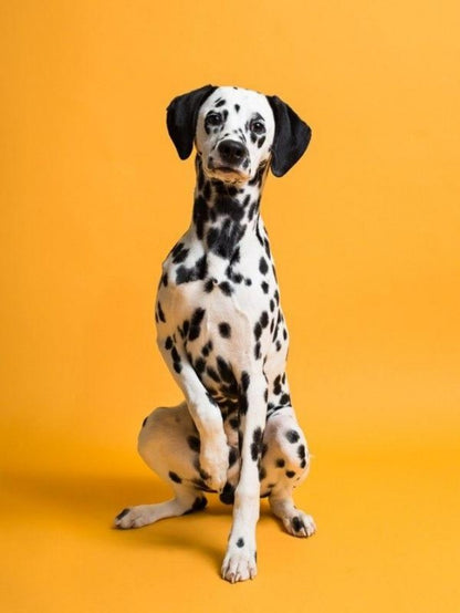 Dalmatians Dog | Diamond Painting