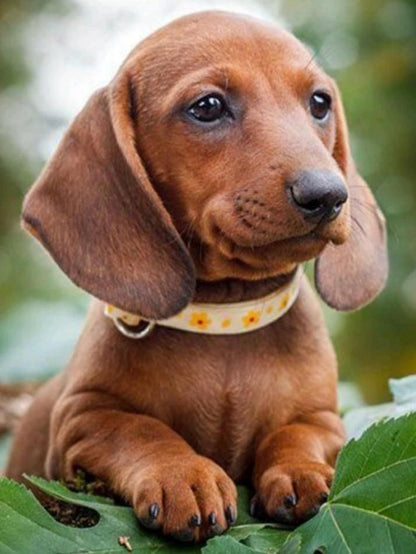 Dachshund Dog | Diamond Painting