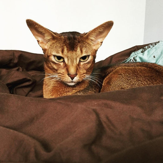 Abyssinian Cat | Diamond Painting