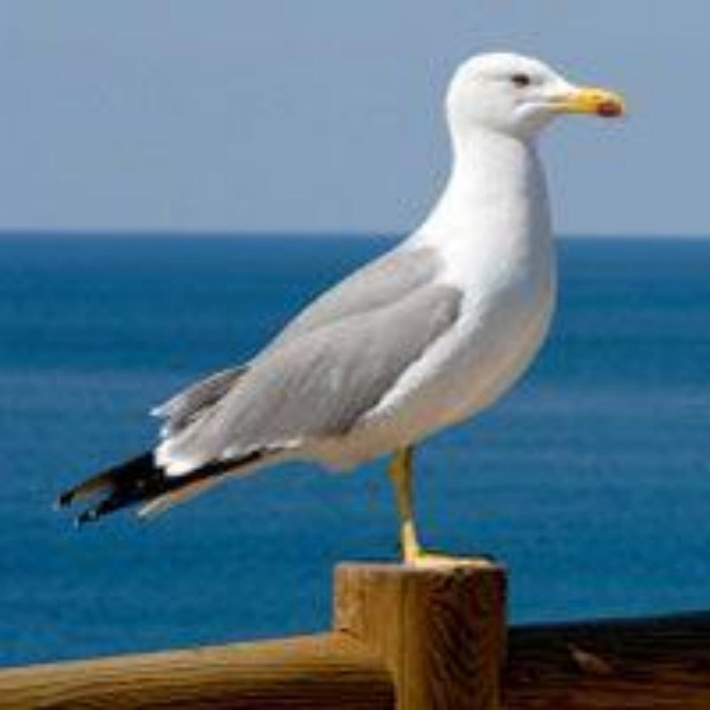 Gull | Diamond Painting
