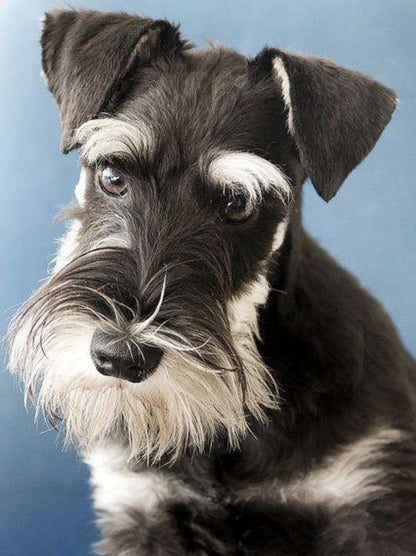 Dog Schnauzer | Diamond Painting