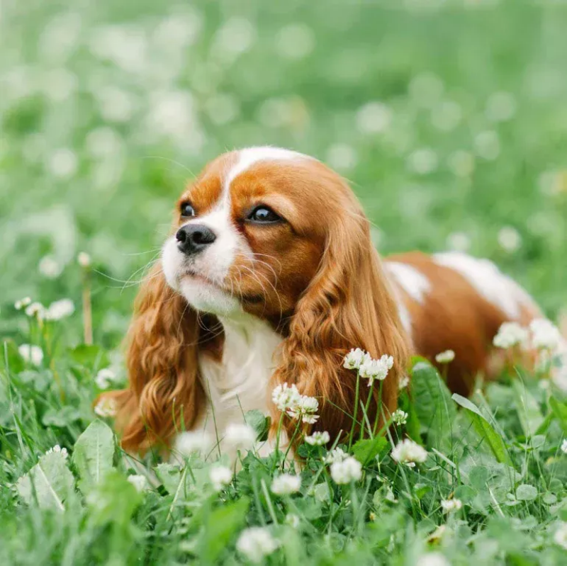 Dog Cavalier King Charles Spaniel | Diamond Painting