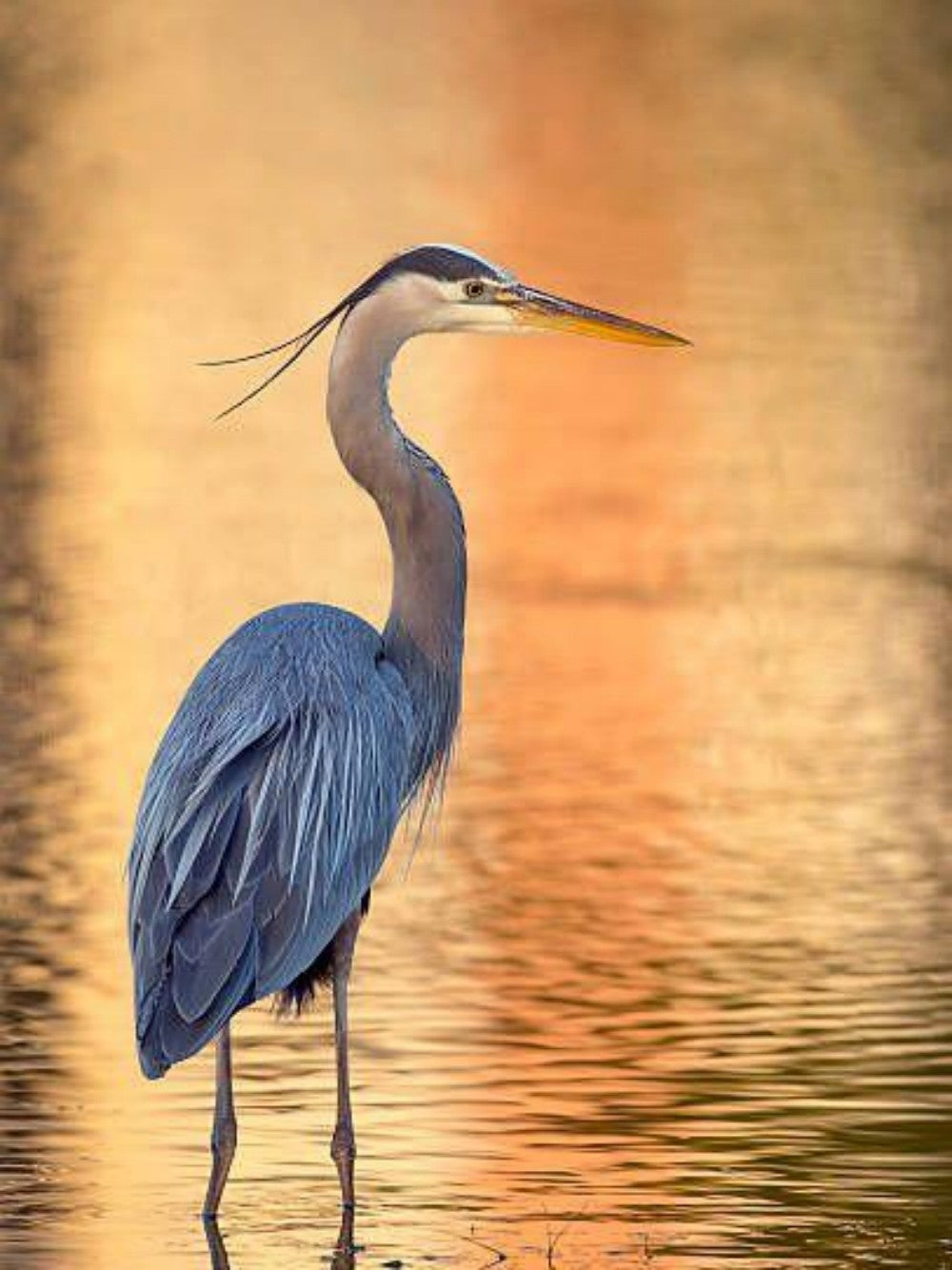 Blue Heron | Diamond Painting