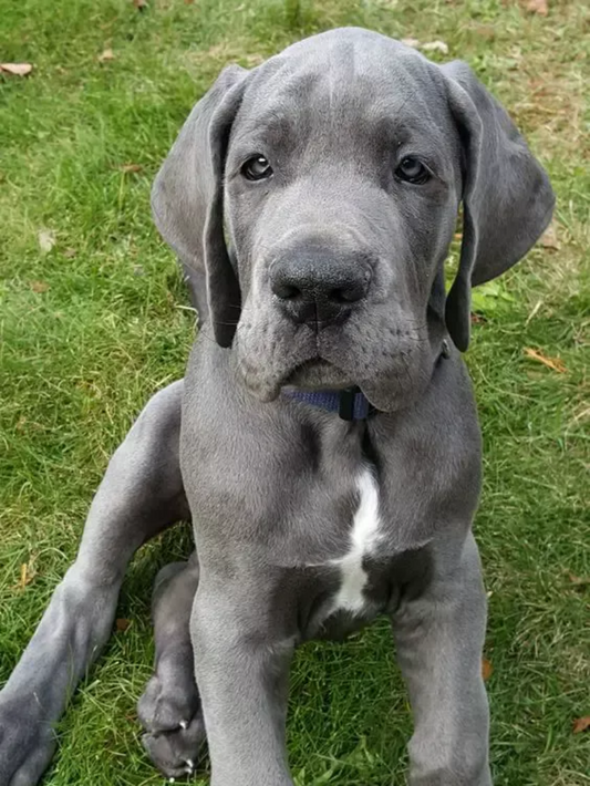 Dog Great Dane | Diamond Painting