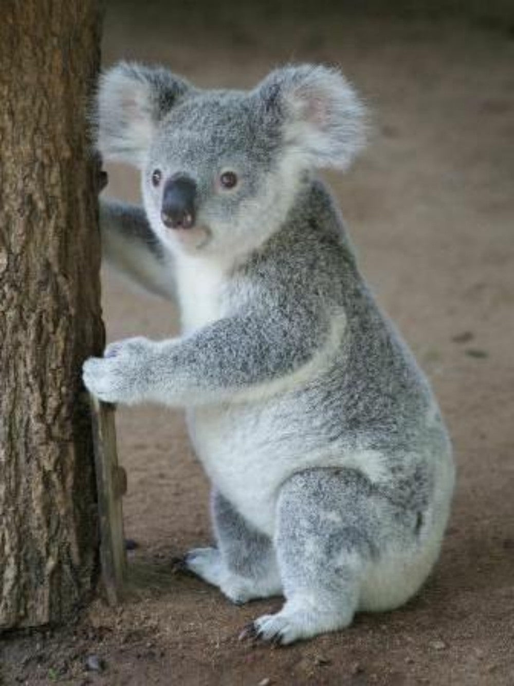 Koala | Diamond Painting
