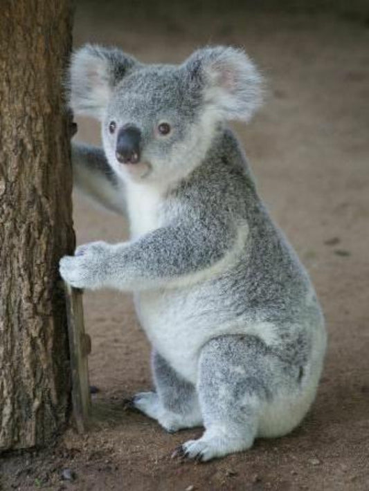 Koala | Diamond Painting