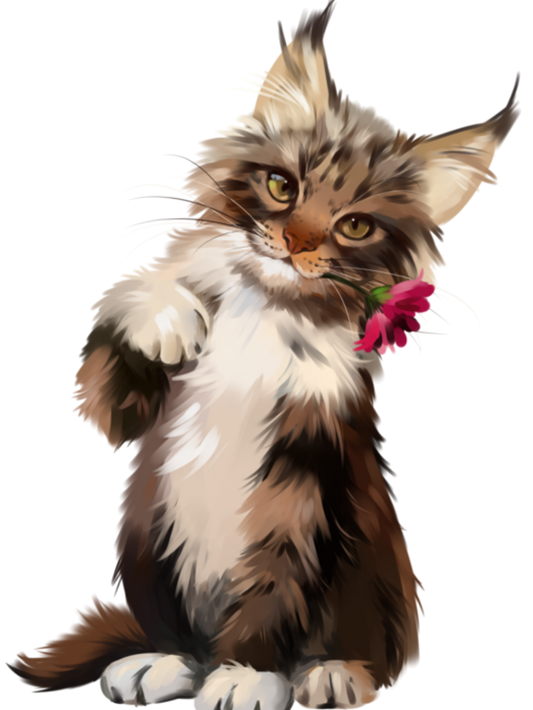 Maine Coon | Diamond Painting