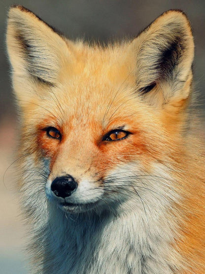 Fox | Diamond Painting
