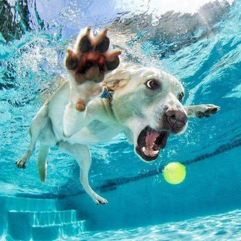 Underwater Dog | Diamond Painting