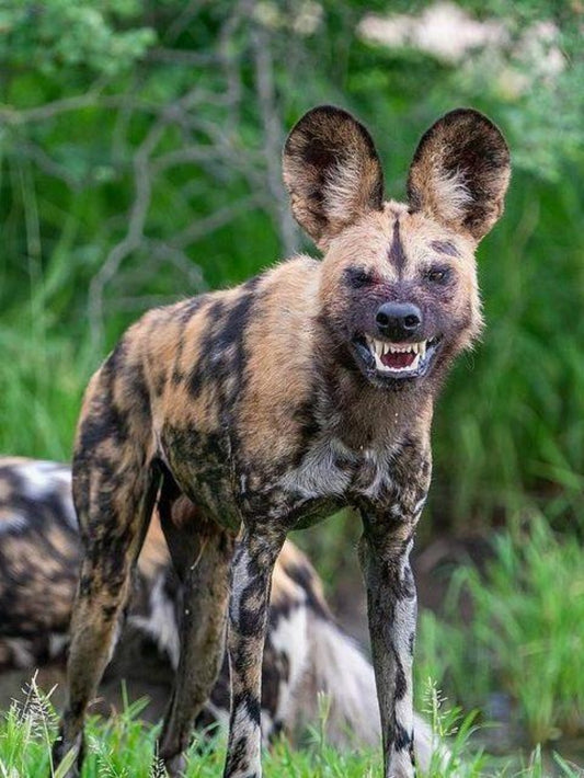 Hyena | Diamond Painting