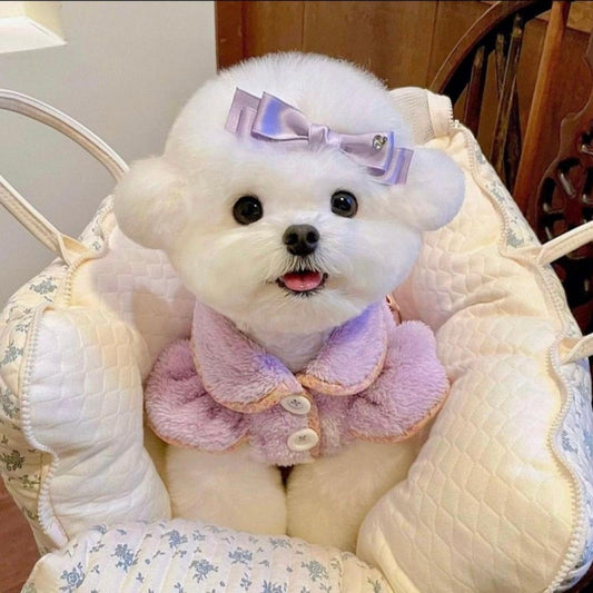 Dog Bichon Frise | Diamond Painting
