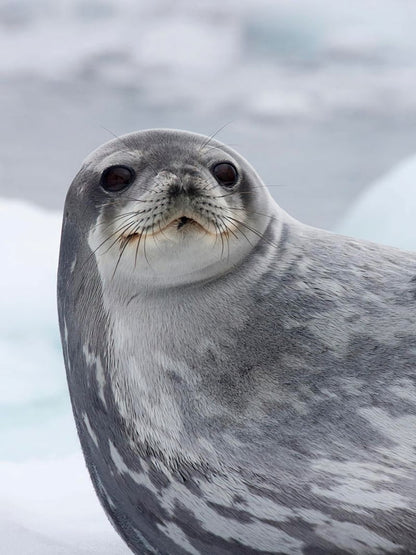 Seal | Diamond Painting