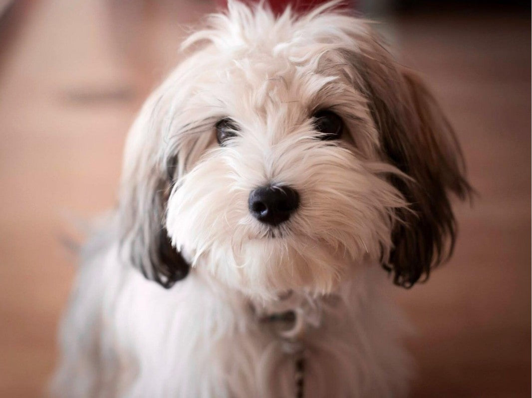 Havanese Dog | Diamond Painting