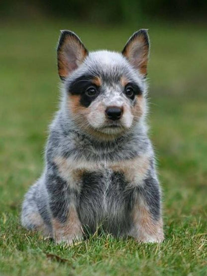 Cattle Dog (Blue Heeler) | Diamond Painting