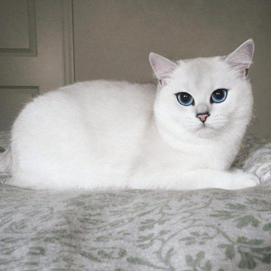 White Cat | Diamond Painting