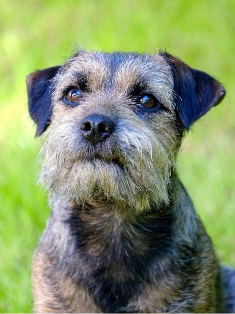 Dog Border Terrier | Diamond Painting