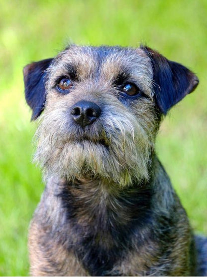 Dog Border Terrier | Diamond Painting
