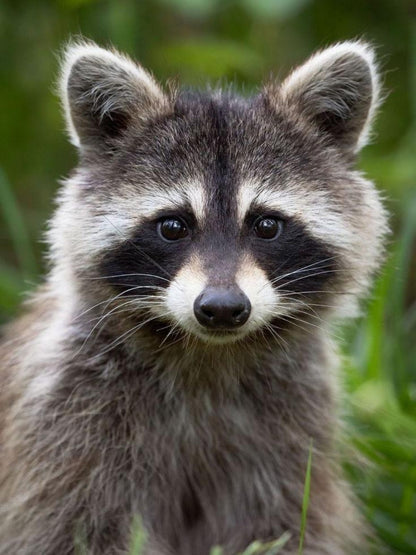 Raccoon | Diamond Painting