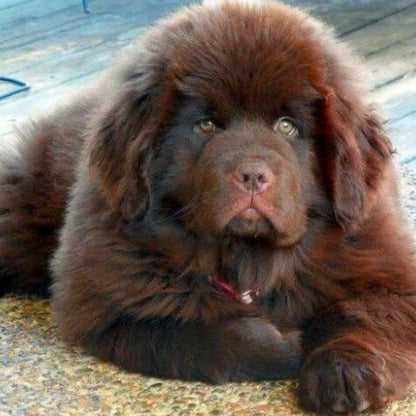Newfoundland Dog | Diamond Painting