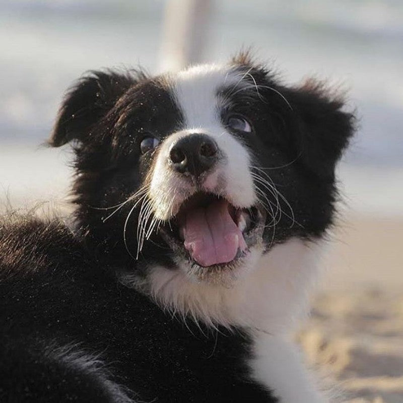 Dog Border Collie | Diamond Painting