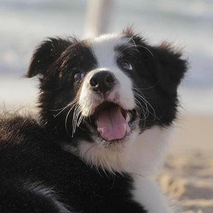 Dog Border Collie | Diamond Painting