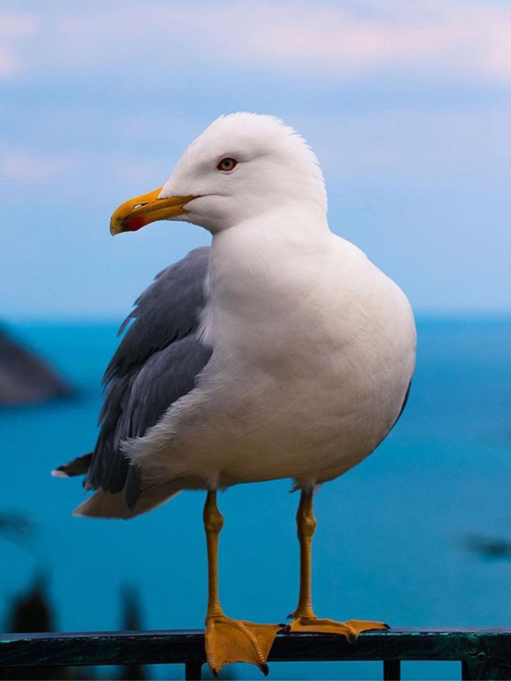 Gull | Diamond Painting