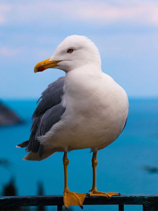 Gull | Diamond Painting