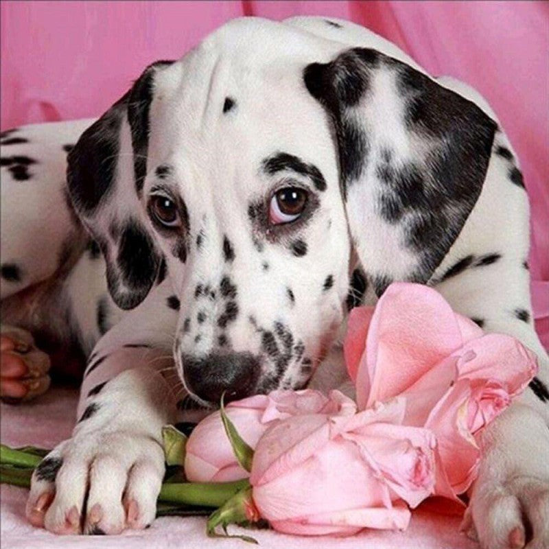 Dalmatians Dog | Diamond Painting