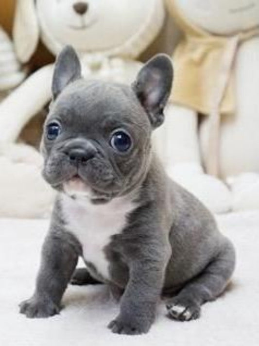 French Bulldog Dog | Diamond Painting