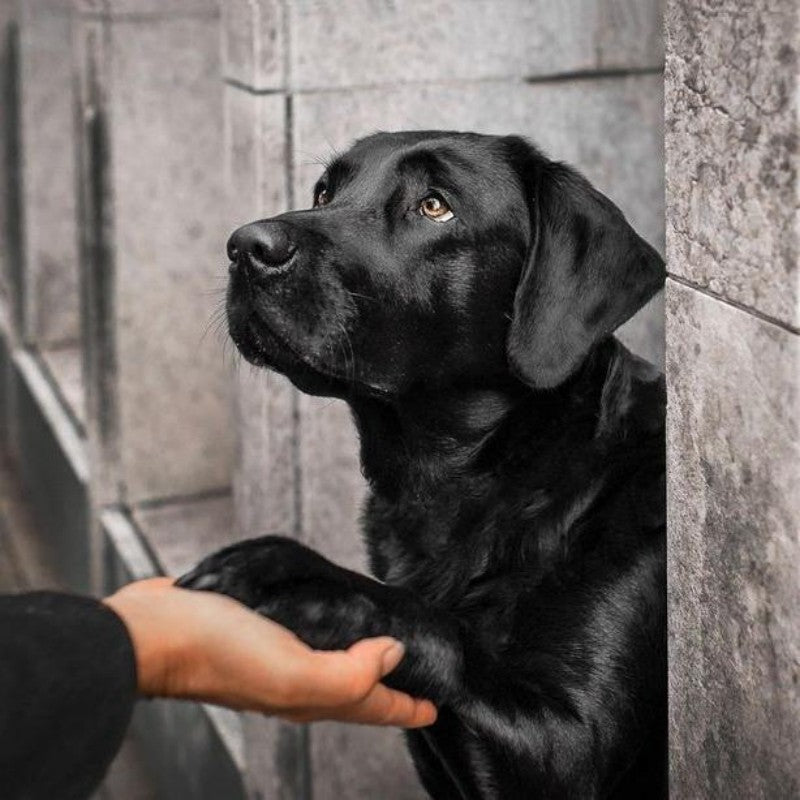 Black Labrador Dog | Diamond Painting