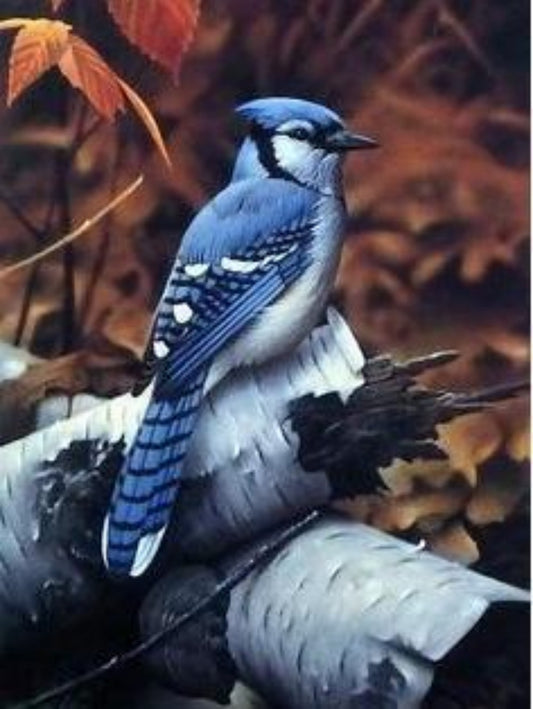 Blue Jay | Diamond Painting