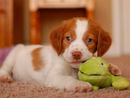 Brittany Spaniel Dog | Diamond Painting