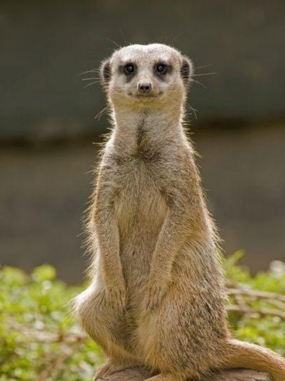 Meerkat | Diamond Painting