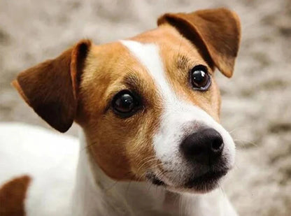Cute Dog Jack Russell | Diamond Painting