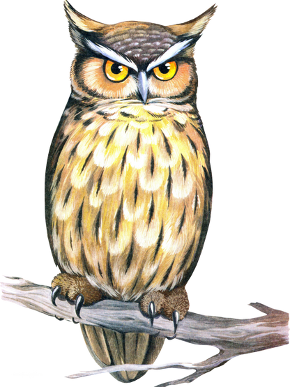 Owl | Diamond Painting