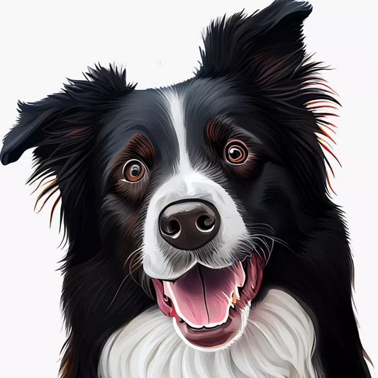 Dog Border Collie | Diamond Painting