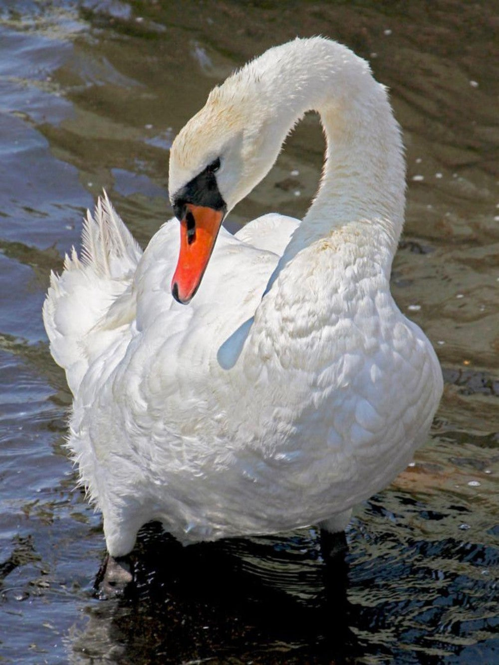 Swan | Diamond Painting