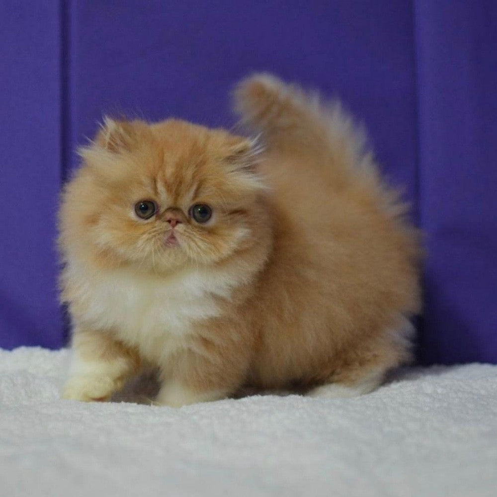 Persian Cat | Diamond Painting