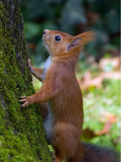 Squirrel | Diamond Painting
