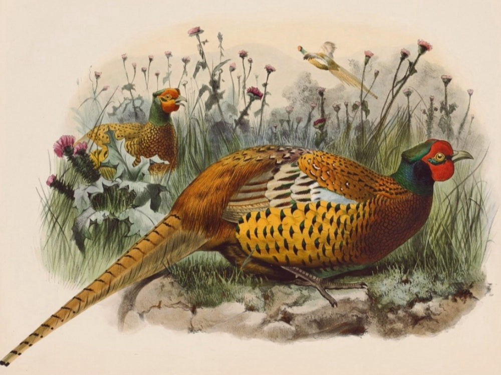 Pheasant | Diamond Painting