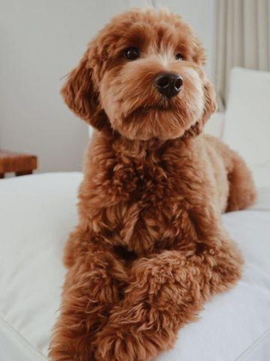 Goldendoodle Dog | Diamond Painting