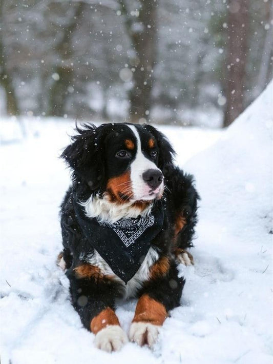 Bernese Mountain Dog | Diamond Painting