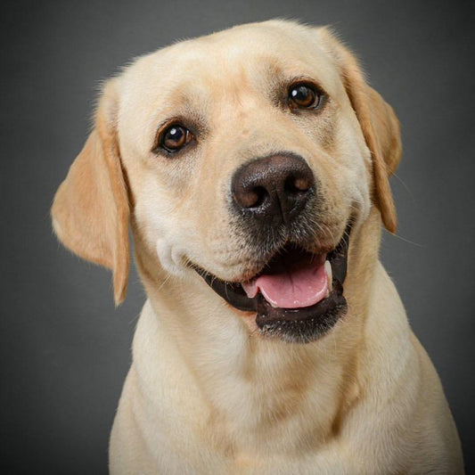 Yellow Labrador Dog | Diamond Painting