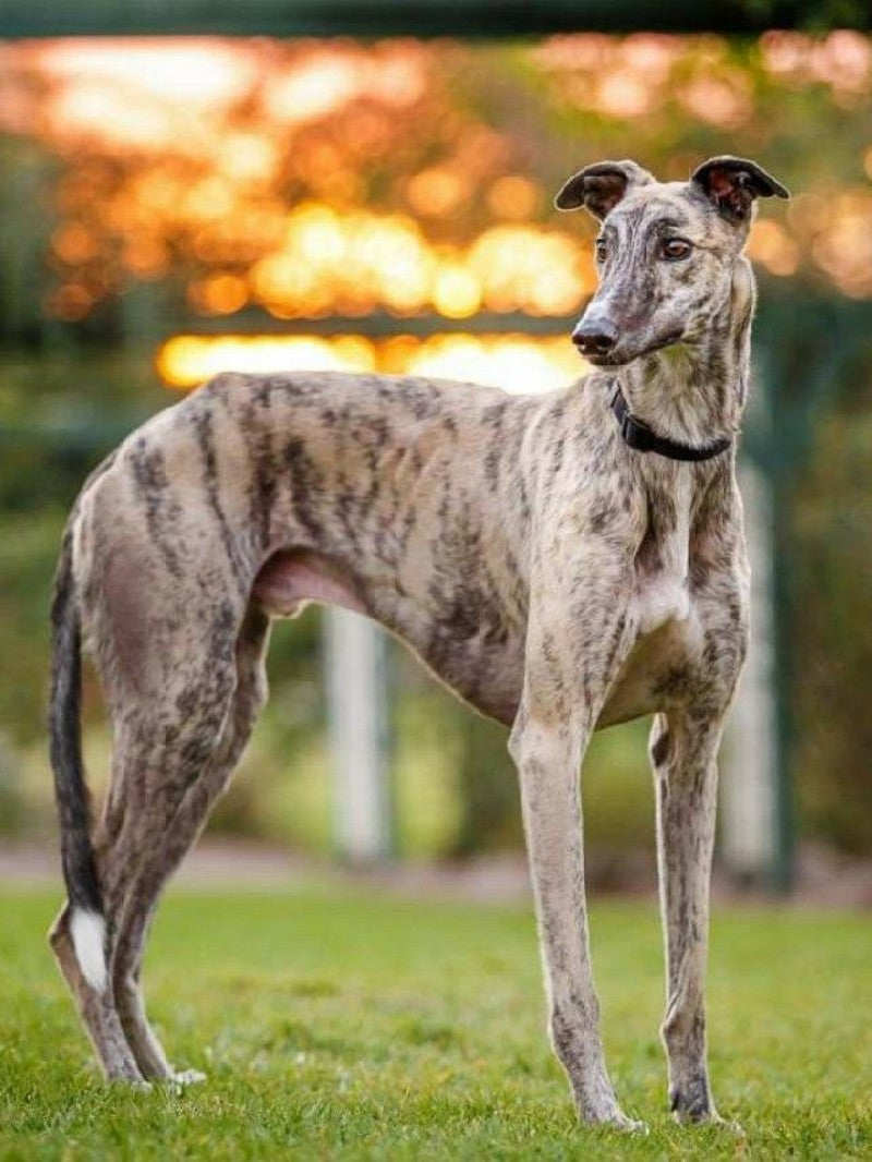Greyhound Dog | Diamond Painting
