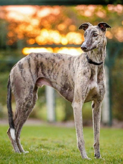 Greyhound Dog | Diamond Painting