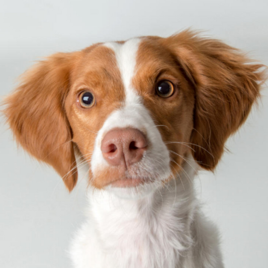 Brittany Spaniel Dog | Diamond Painting