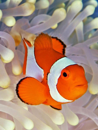 Clown Fish | Diamond Painting